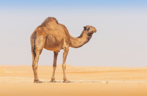 tierwissen-kamel.jpg